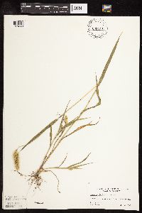 Setaria viridis image