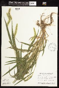 Setaria viridis image