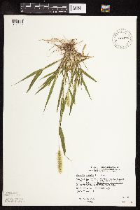Setaria viridis image
