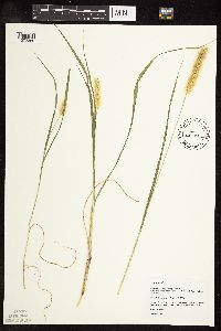 Setaria pumila subsp. pumila image