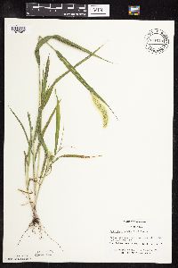 Setaria viridis image