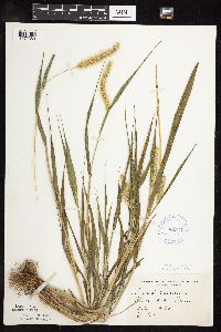 Setaria viridis image