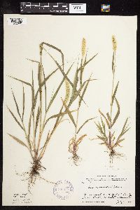 Setaria viridis image