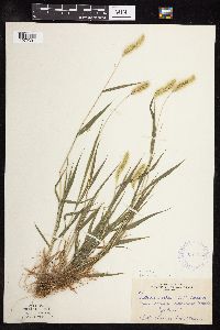 Setaria viridis image