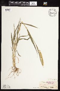 Setaria viridis image