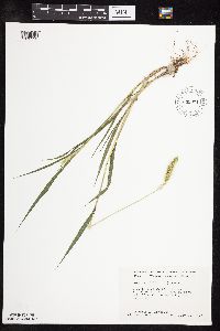 Setaria viridis image