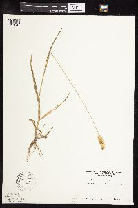 Setaria viridis image