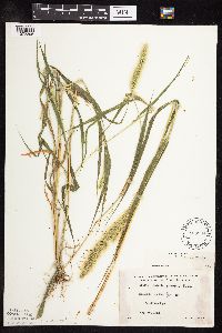 Setaria viridis image