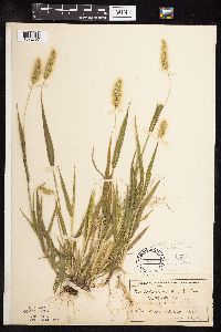 Setaria viridis image