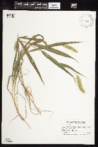 Setaria viridis image
