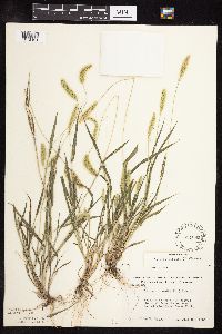 Setaria viridis image