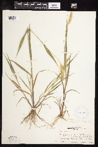 Setaria viridis image