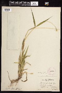Setaria viridis image