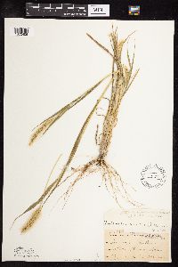 Setaria viridis image