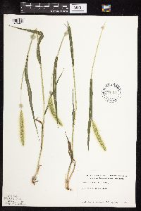 Setaria viridis image