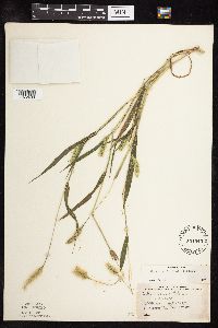 Setaria viridis image
