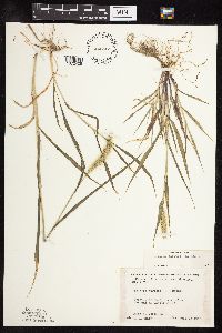 Setaria viridis image