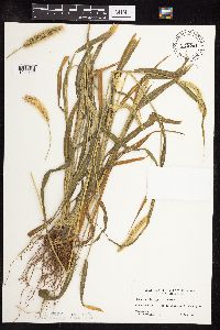Setaria viridis image
