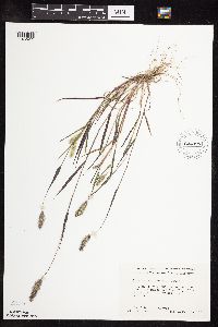 Setaria viridis image