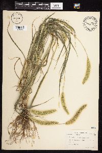 Setaria viridis image