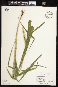 Setaria viridis image