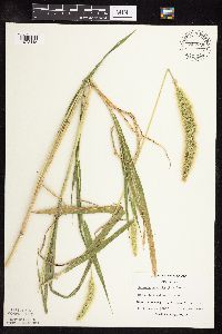 Setaria viridis image