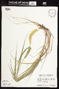Setaria viridis image