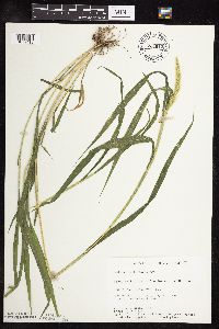 Setaria viridis image