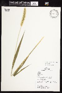 Setaria viridis image