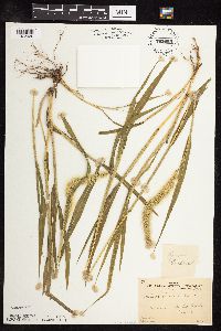 Setaria viridis image