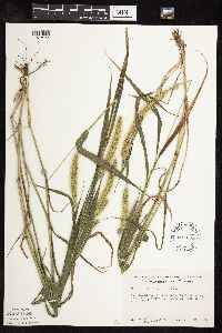 Setaria viridis image