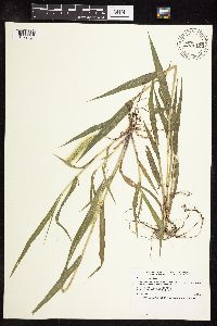 Setaria viridis image