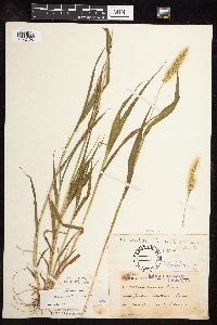 Setaria viridis image
