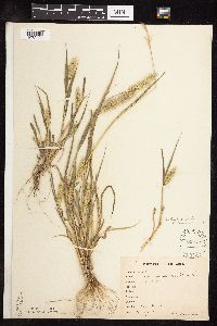 Setaria viridis image