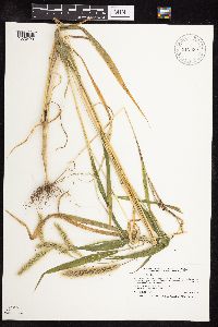 Setaria viridis image