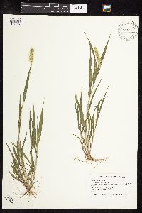 Setaria viridis image