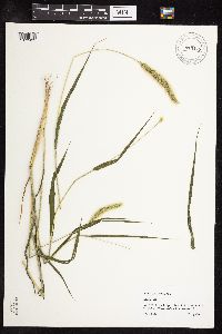Setaria viridis image