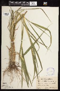 Setaria viridis image