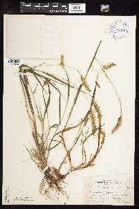 Setaria viridis image