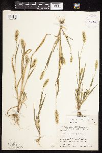 Setaria viridis image