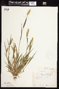 Setaria viridis image