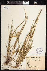 Setaria viridis image