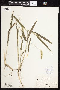 Setaria viridis image