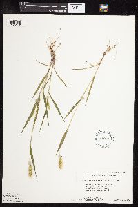 Setaria viridis image