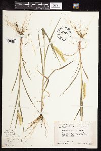 Setaria viridis image