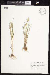 Setaria viridis image