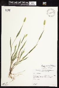 Setaria viridis image