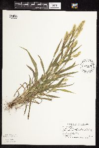 Setaria viridis image