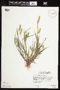 Setaria viridis image