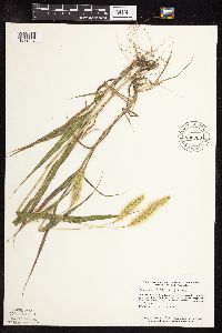 Setaria viridis image